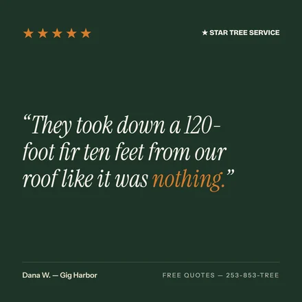 Star Tree Service social tile 6
