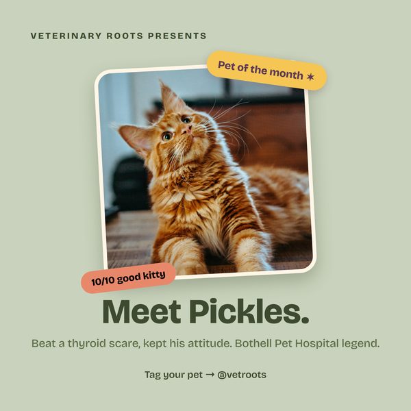 VetRoots animated social tile 12